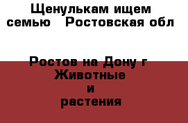 Щенулькам ищем семью - Ростовская обл., Ростов-на-Дону г. Животные и растения » Собаки   . Ростовская обл.,Ростов-на-Дону г.